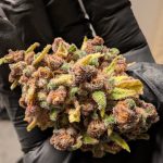 Monte Carlo is not only famous for its glittering casinos, luxury hotels, and world‑class nightlife, it is also becoming a hub for high‑quality THC vapes.