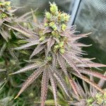 Vilnius cannabis shop