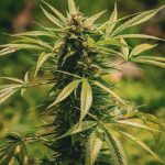 Cambridge Cannabis Shop: Your Guide to High‑THC Strains and Premium Products