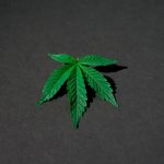 High-Quality THC Marijuana in Zagreb: Your Online Cannabis Store