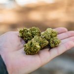 Buy Weed Europe: A Complete Guide to Buying Marijuana in the EU