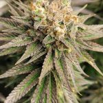 Welcome to the heart of Catania’s thriving cannabis scene img-162.jpg
