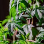 Italy Cannabis Market: Buying Cannabis Legally in Italy img-164.jpg