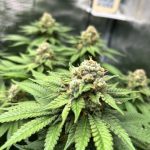 Looking for a reliable weed shop in Germany that offers a wide selection of cannabis, marijuana, hemp, THC‑rich strains, and CBD products?