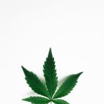 Welcome to the heart of Ljubljana’s thriving cannabis scene