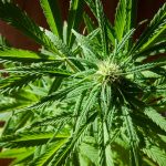 Buying Cannabis in Bielefeld: A Comprehensive Guide