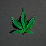 Welcome to the heart of the Toulouse cannabis scene img-179.jpg