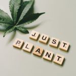 Looking to purchase hashish in Copenhagen?
