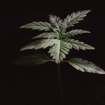Looking for a reliable source of high‑quality THC vape products in Thessaloniki?