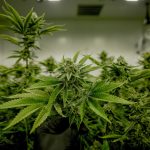 Purchase Hash, Weed, and Hemp in Düsseldorf – Online Marketplace