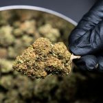 Why Choose Our Wuppertal Cannabis Shop?