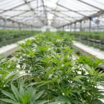 Oslo, Norway’s capital, has become a focal point for the evolving cannabis scene in Europe.