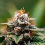 Looking to explore the world of THC vape and cannabis vape in Austria?