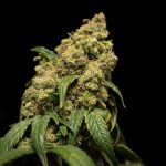 Buying Weed in the Netherlands: Laws, Online Shopping, and In‑Person Experience img-1996.jpg