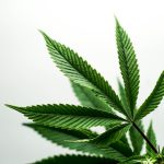 Buy Cannabis Online in Slovenia