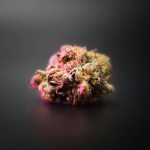 Cannabis in Luxembourg: Your Ultimate Guide