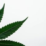Welcome to the future of cannabis shopping in Nice