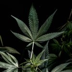 High-Quality THC Vape in Slovakia: Legal Landscape, Product Options, and Ordering Guide img-2048.jpg
