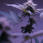 Edinburgh Cannabis Delivery – Fast, Affordable, Legal Online Shop