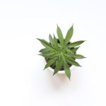 Online Cannabis Marketplace in Lithuania: Legal Guide and Delivery Services