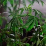 Zaragoza Cannabis Shop: Your Trusted Source for Marijuana, Strains, and Accessories