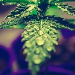 Looking for the best THC vape experience in Hamburg?