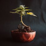 Buying THC Vapes in Latvia: A Comprehensive Guide img-2090.jpg