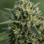 Montpellier Cannabis Shop Your Premier Destination for Quality Cannabis Marijuana Hemp and CBD Products in Montpellier