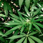 Brussels Cannabis Shop img-2151.jpg