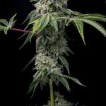 Welcome to Bulgaria’s premier cannabis shop