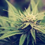 Las Palmas THC Weed Guide img-2166.jpg