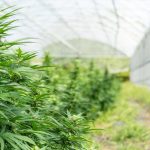 Reliable Fast and Affordable Cannabis Delivery in Klaipeda
