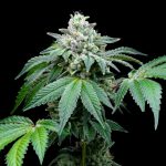 Online Cannabis Shop Montpellier
