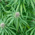 Welcome to the premier Thessaloniki dispensary that brings the best of Greek cannabis to the heart of the city