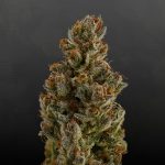 Antwerp Cannabis Shop: Legal Status, Buying Guide, and Tourism