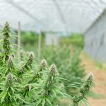 Lisbon’s Legal Cannabis Delivery Service