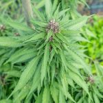 Cannabis Delivery Italy img-2295.jpg