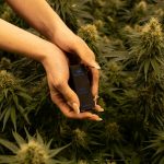 Cannabis Delivery Service in San Marrio img-2300.jpg