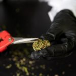 Berlin Cannabis Guide img-2347.jpg