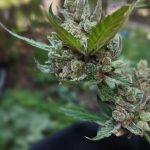 Cannabis in Karlovy Vary: A Guide for Enthusiasts