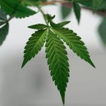 Cologne Vape Delivery: THC, CBD, and Cannabis Products