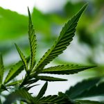 Cannabis Delivery Service in Liverpool: Fast Discreet and Affordable
