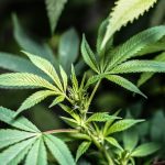 Cannabis shop The Hague