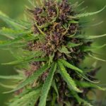 Liverpool’s Premier Destination for Legal Cannabis, Medical Marijuana, and a Wide Range of Hemp Products