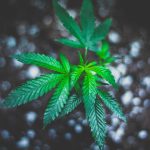 Welcome to your premier weed shop in Palma de Mallorca