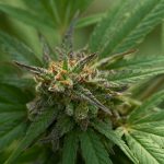 Buy Hashish Online in Leipzig – Secure, Legal, and Affordable img-2402.jpg