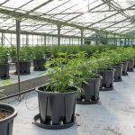 Barcelona is a vibrant hub for cannabis culture