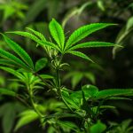 Finding a Reliable Weed Shop in Ireland img-2426.jpg