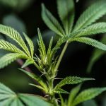 Budapest cannabis shop