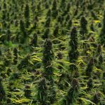 Ultimate Guide to Buying Marijuana in Florence
